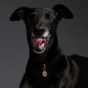 Black greyhound curling his tongue, wearing the RICHIE PAWS signature round black diamond pendant in rose gold