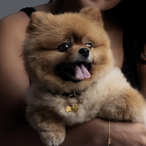 Pomeranian wearing a solid gold bone ID tag hung from a large split ring from its collar