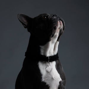 French Bulldog wearing the Richie Paws diamond shape signature white diamond pendant